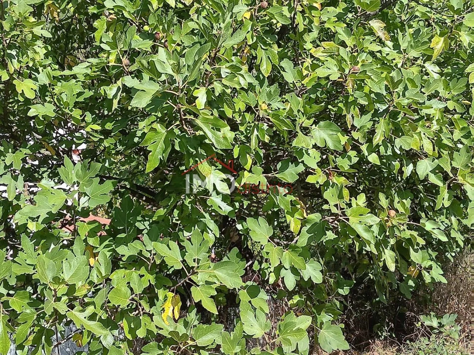 Quinta T3 para Venda em São Salvador da Aramenha Foto 17