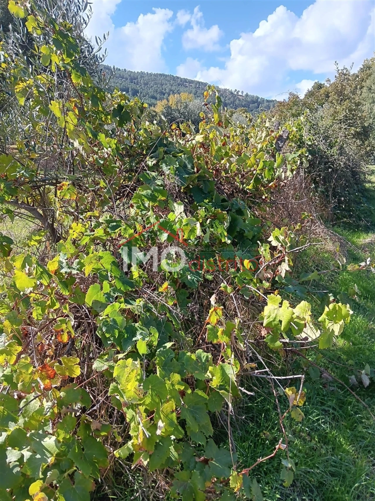 Quinta T3 para Venda em São Salvador da Aramenha Foto 19