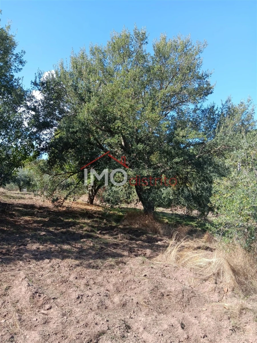 Quinta T3 para Venda em São Salvador da Aramenha Foto 28