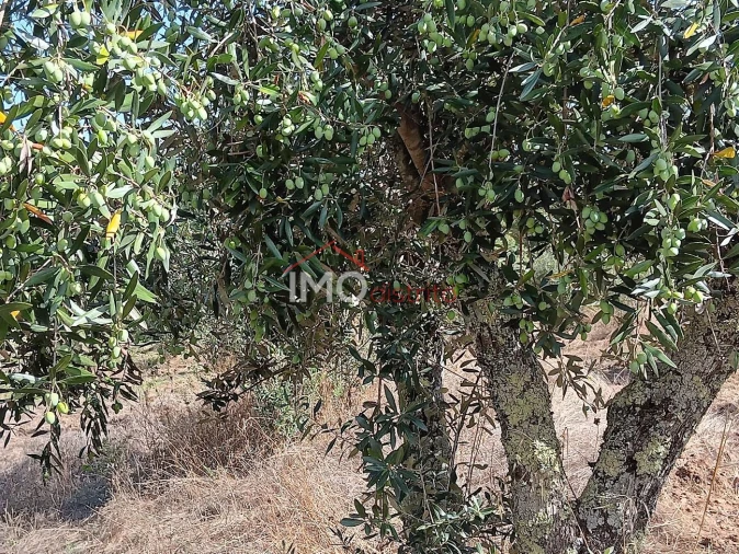 Quinta T3 para Venda em São Salvador da Aramenha Foto 16