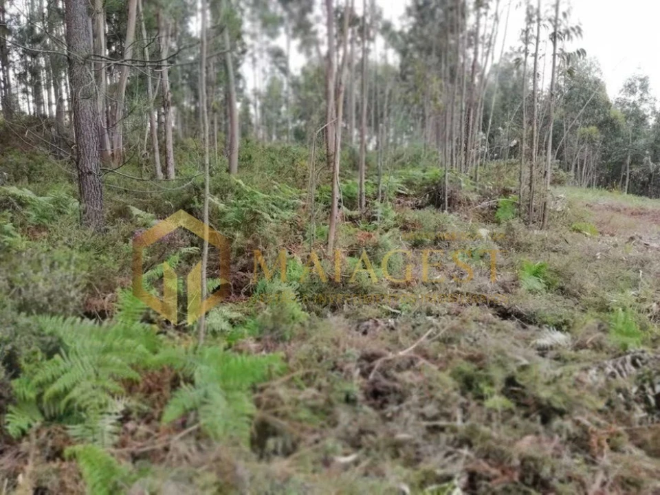 Terreno para Venda em Fânzeres e São Pedro da Cova Foto 7