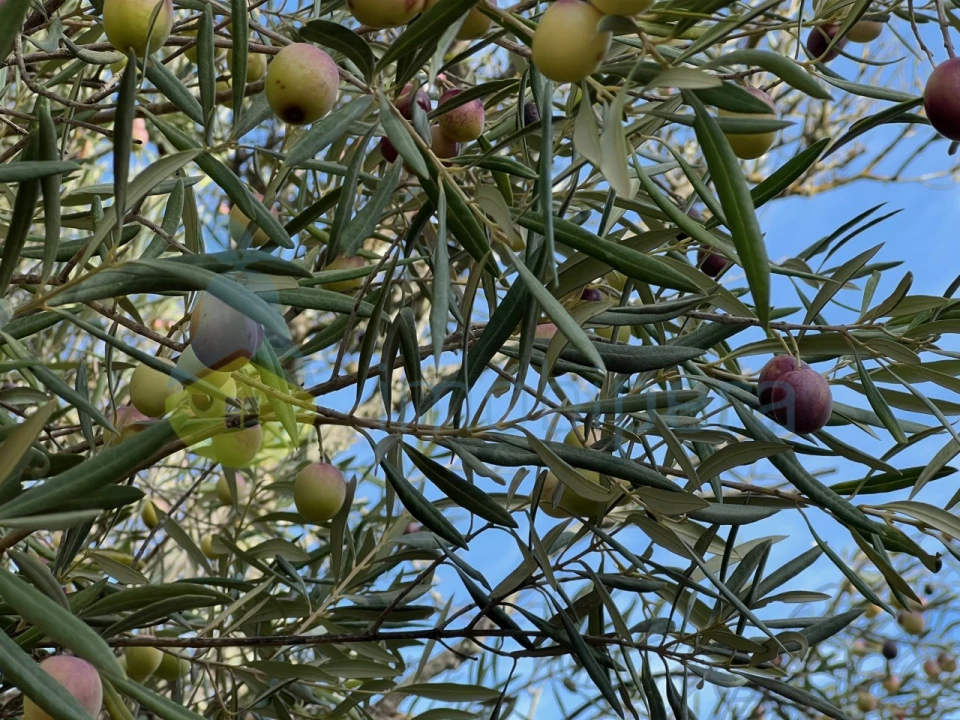 Terreno Agricola ou Rústico para Venda em Paderne Foto 11