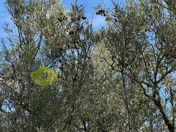 Terreno Agricola ou Rústico para Venda em Paderne Foto 10