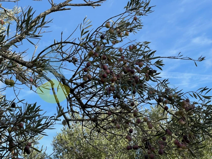 Terreno Agricola ou Rústico para Venda em Paderne Foto 29