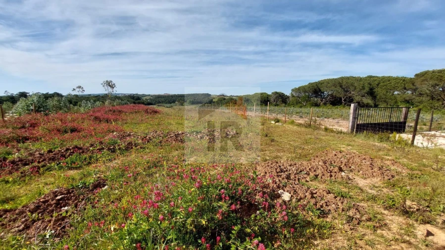 Terreno para Venda em Santa Maria, São Pedro e Sobral da Lagoa Foto 16