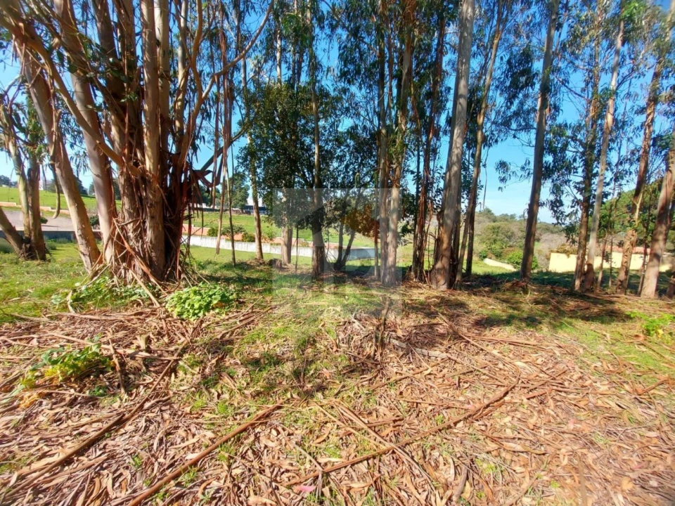 Terreno para Venda em Nossa Senhora do Pópulo, Coto e São Gregório Foto 5