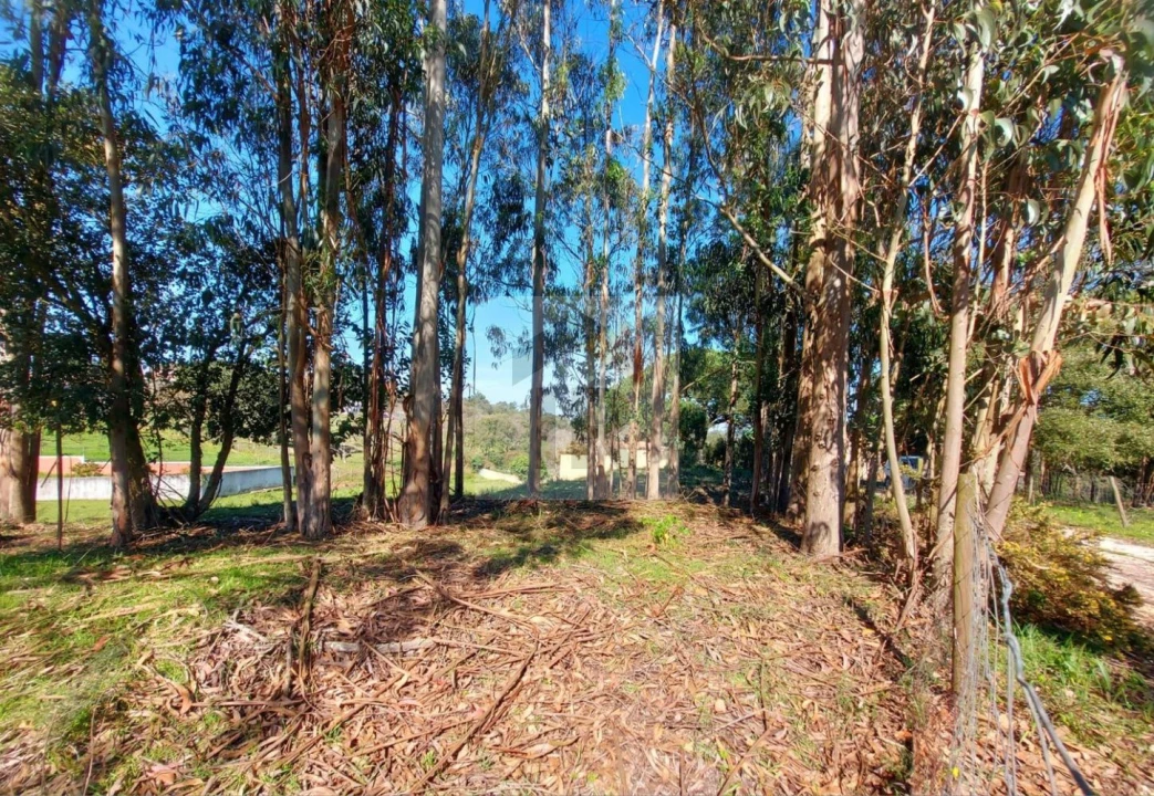 Terreno para Venda em Nossa Senhora do Pópulo, Coto e São Gregório Foto 4