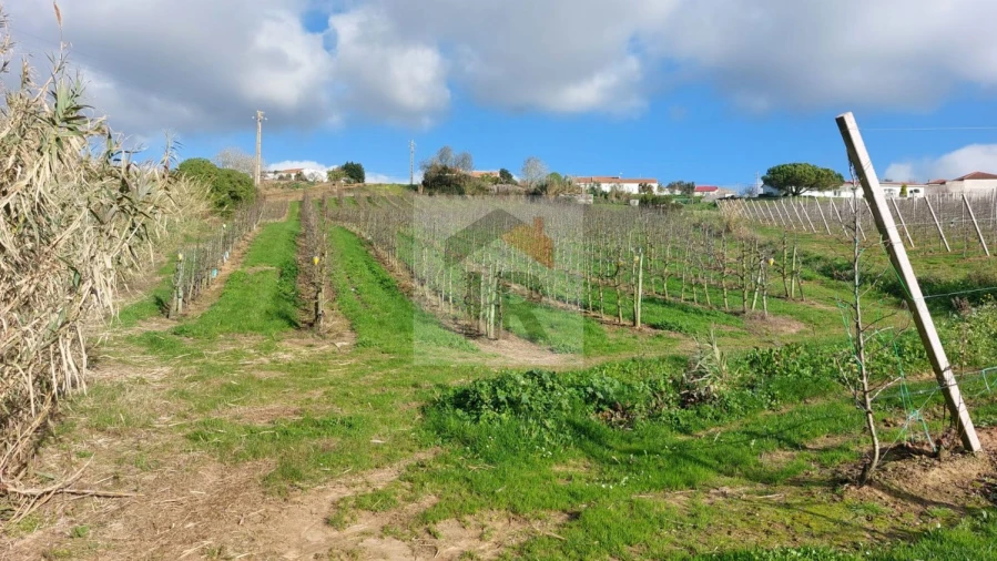 Terreno para Venda em Carvalhal Benfeito Foto 13