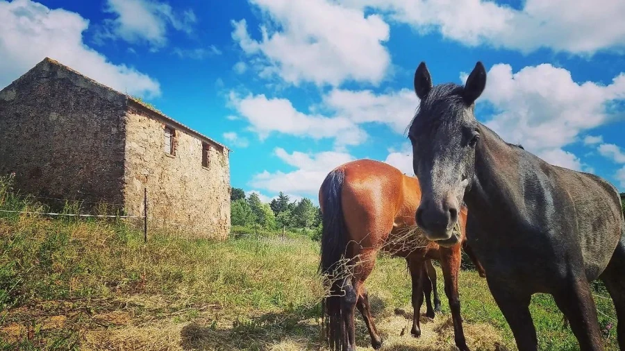 Moradia para Venda em Alvorninha Foto 10