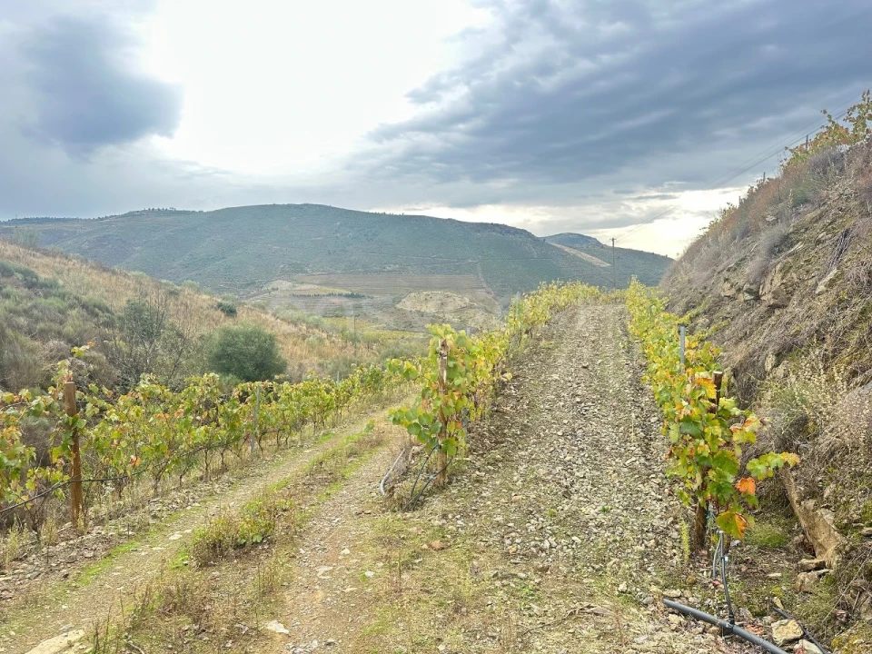 Terreno Agricola ou Rústico para Venda em Freixo de Espada a Cinta e Mazouco Foto 1