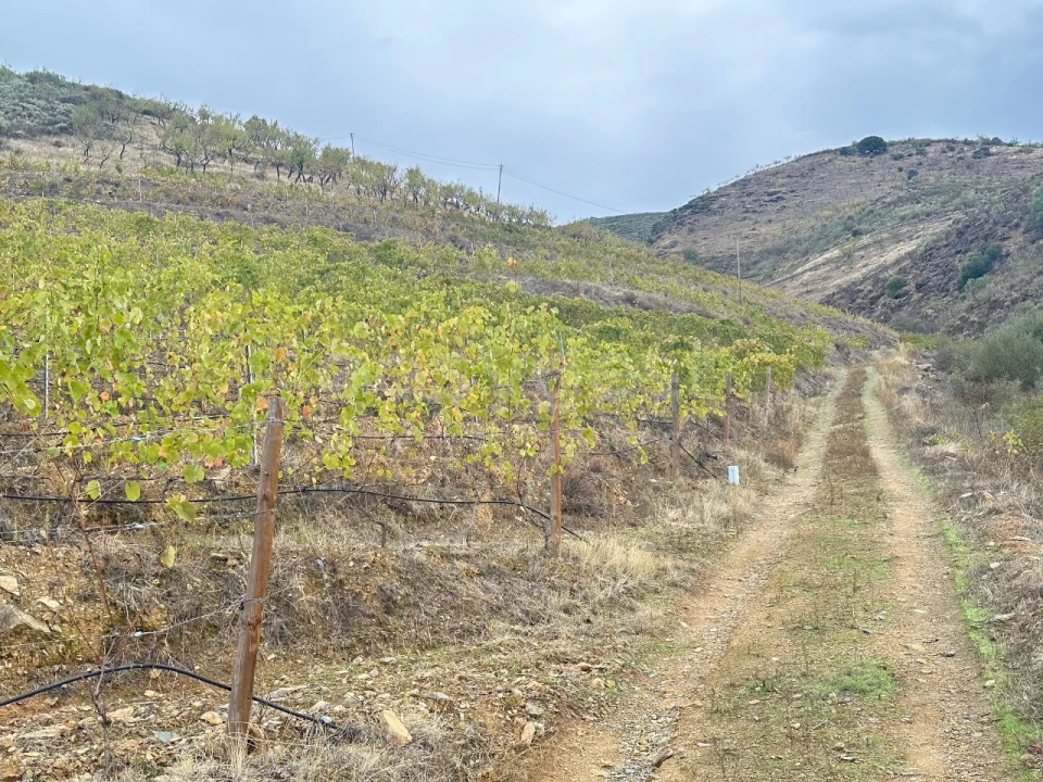 Terreno Agricola ou Rústico para Venda em Freixo de Espada a Cinta e Mazouco Foto 6