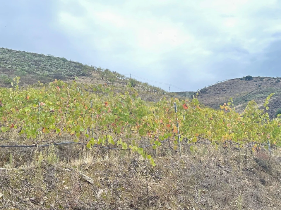 Terreno Agricola ou Rústico para Venda em Freixo de Espada a Cinta e Mazouco Foto 13