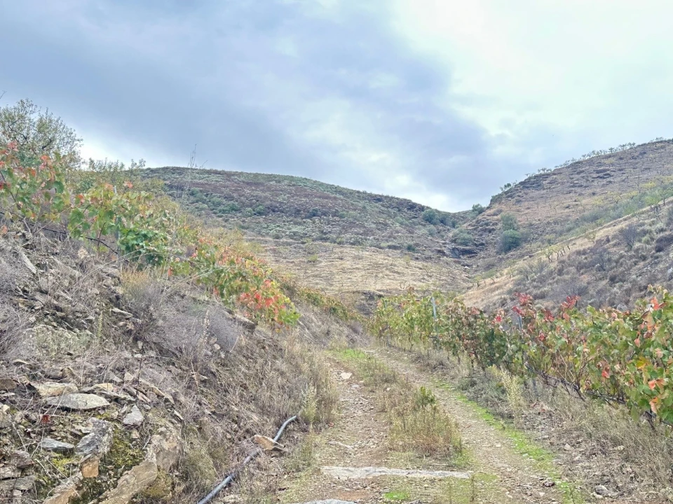 Terreno Agricola ou Rústico para Venda em Freixo de Espada a Cinta e Mazouco Foto 14
