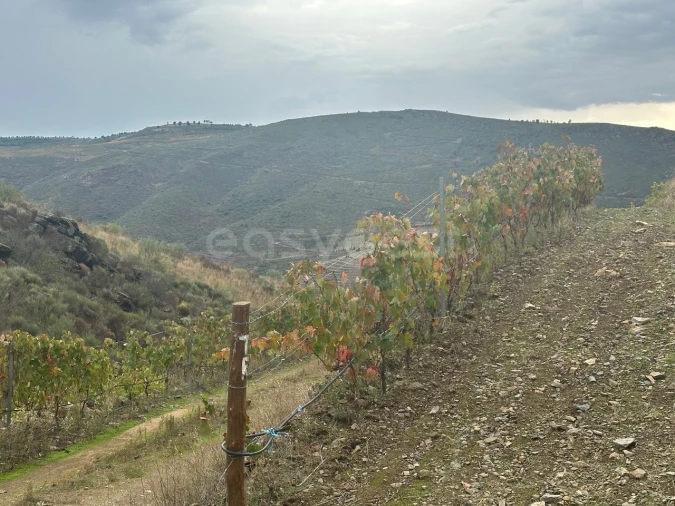 Terreno Agricola ou Rústico para Venda em Freixo de Espada a Cinta e Mazouco Foto 3