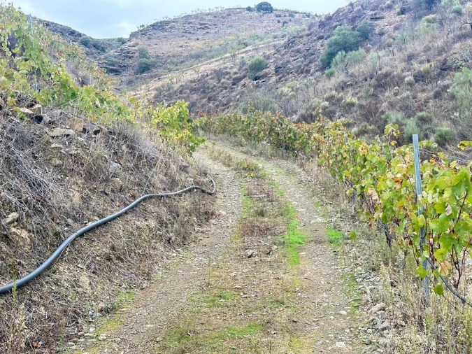 Terreno Agricola ou Rústico para Venda em Freixo de Espada a Cinta e Mazouco Foto 7