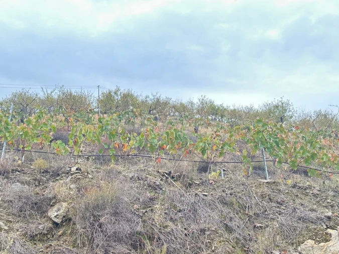 Terreno Agricola ou Rústico para Venda em Freixo de Espada a Cinta e Mazouco Foto 8