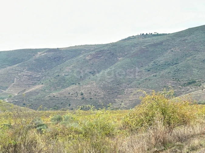 Terreno Agricola ou Rústico para Venda em Freixo de Espada a Cinta e Mazouco Foto 12