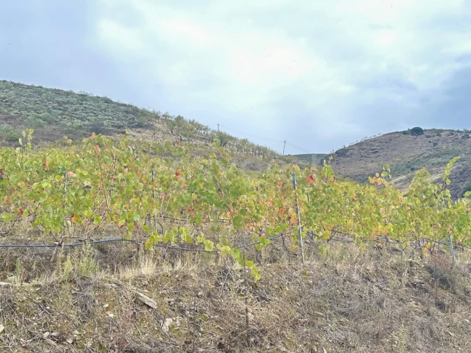 Terreno Agricola ou Rústico para Venda em Freixo de Espada a Cinta e Mazouco Foto 13