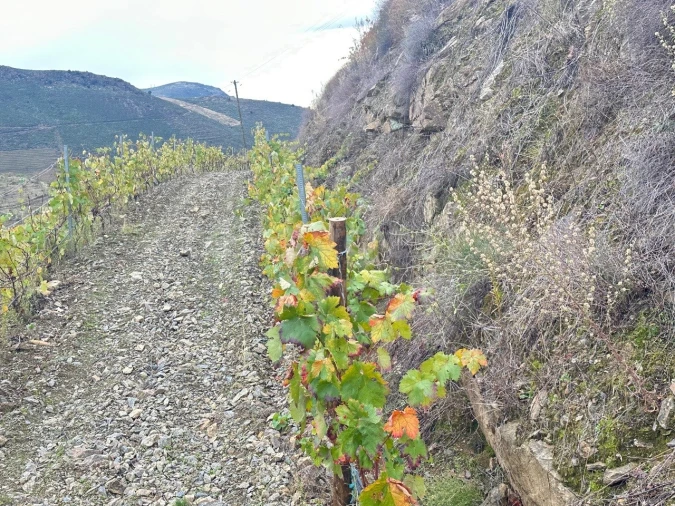 Terreno Agricola ou Rústico para Venda em Freixo de Espada a Cinta e Mazouco Foto 15