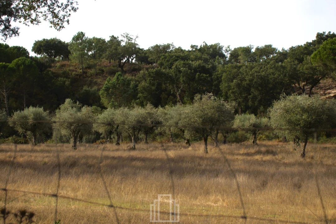 Quinta T1 para Venda em Galveias Foto 6