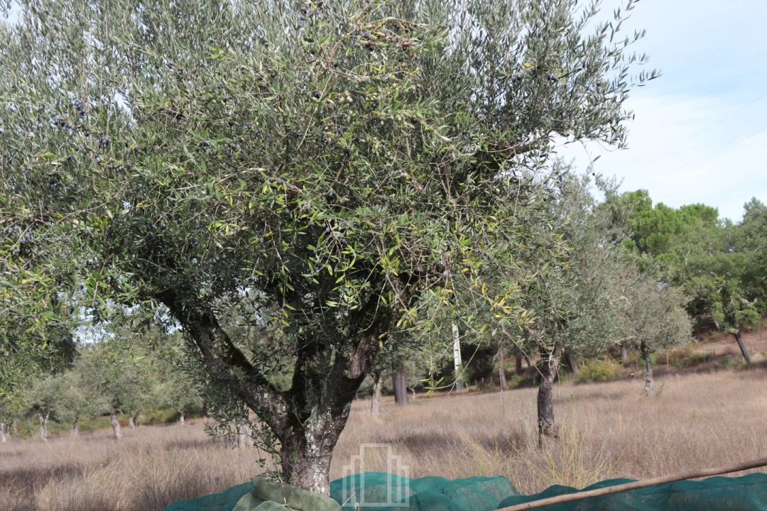 Quinta T1 para Venda em Galveias Foto 8