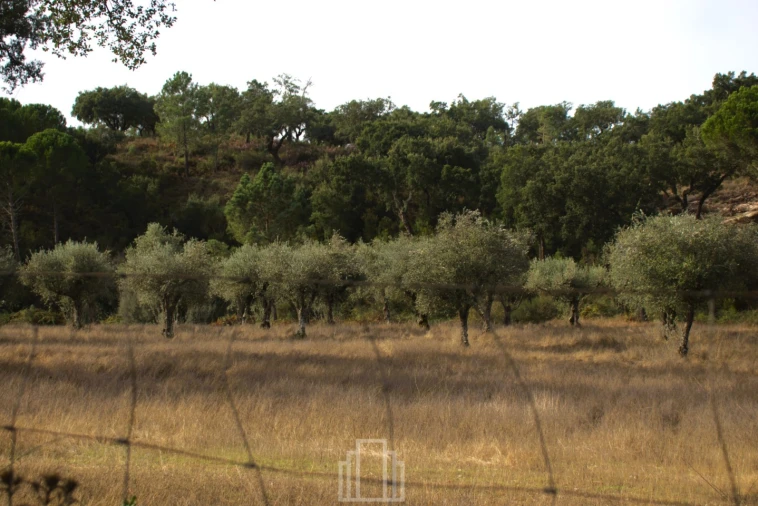 Quinta T1 para Venda em Galveias Foto 6