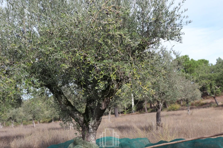 Quinta T1 para Venda em Galveias Foto 8