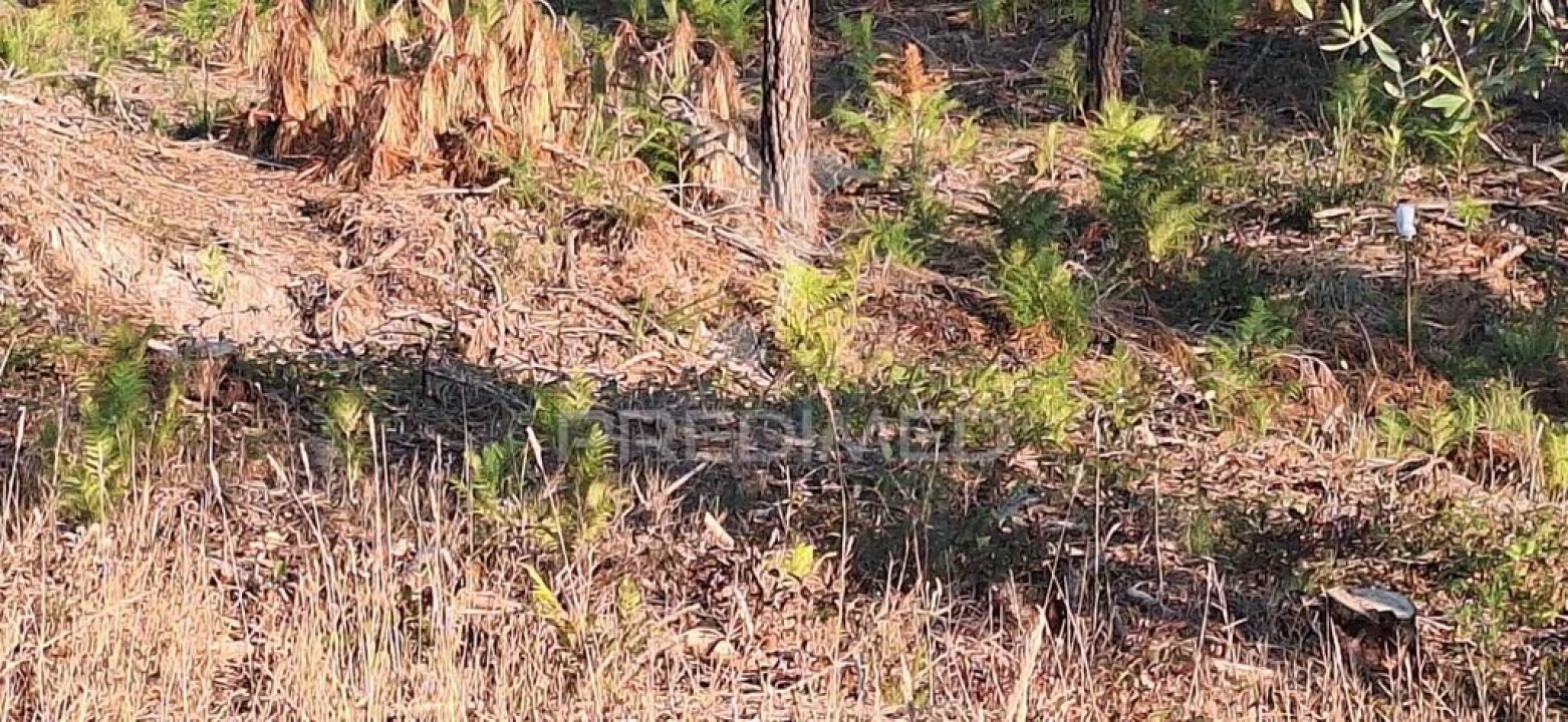 Terreno para Venda em Matas e Cercal Foto 17