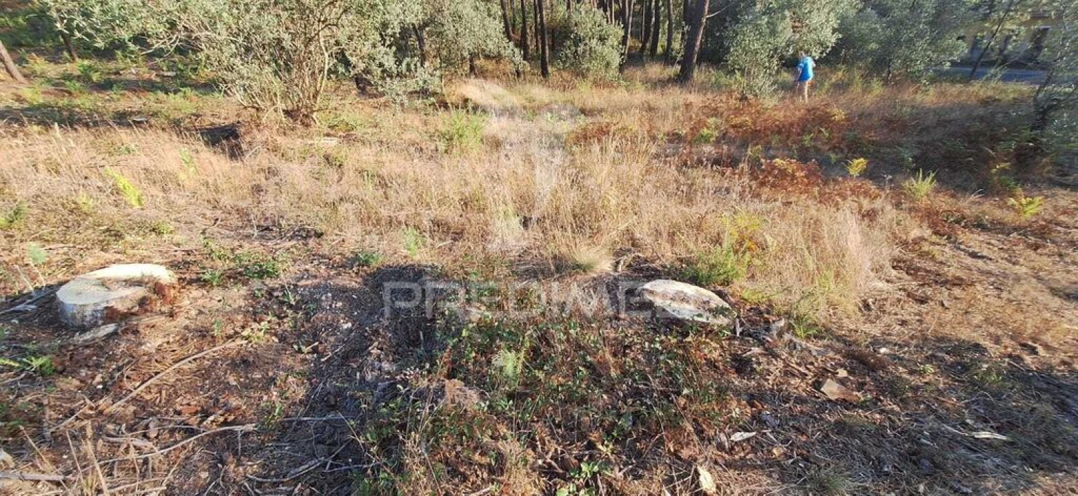 Terreno para Venda em Matas e Cercal Foto 19