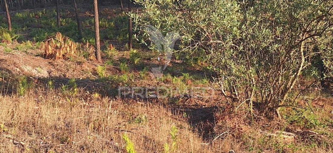 Terreno para Venda em Matas e Cercal Foto 18
