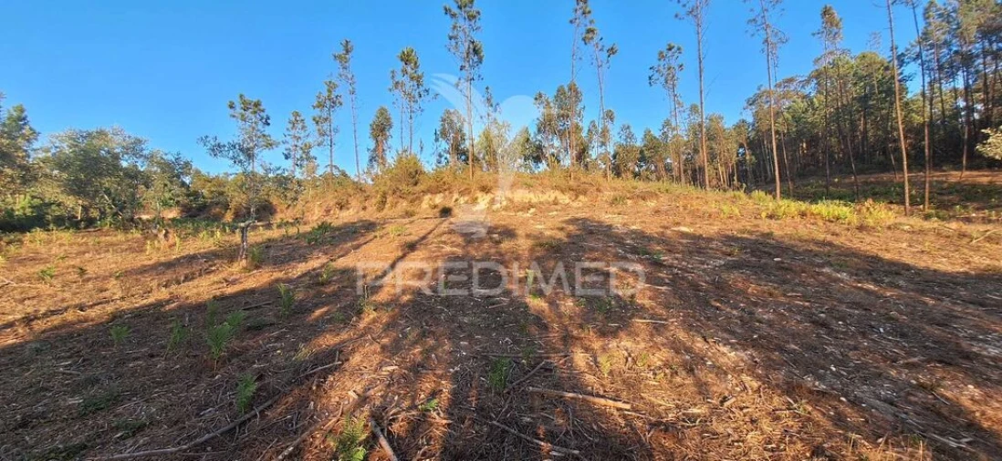 Terreno para Venda em Matas e Cercal Foto 4