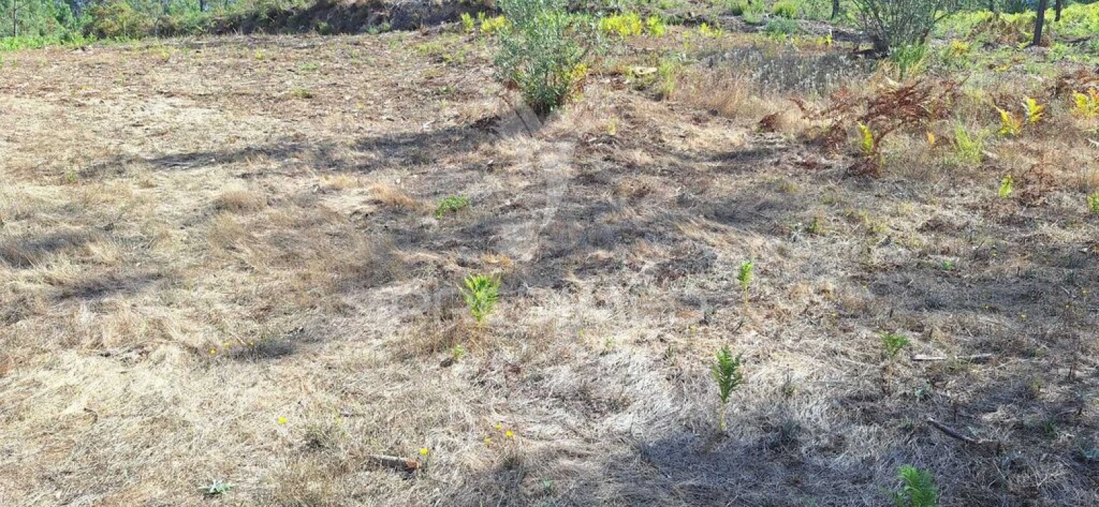 Terreno para Venda em Matas e Cercal Foto 10