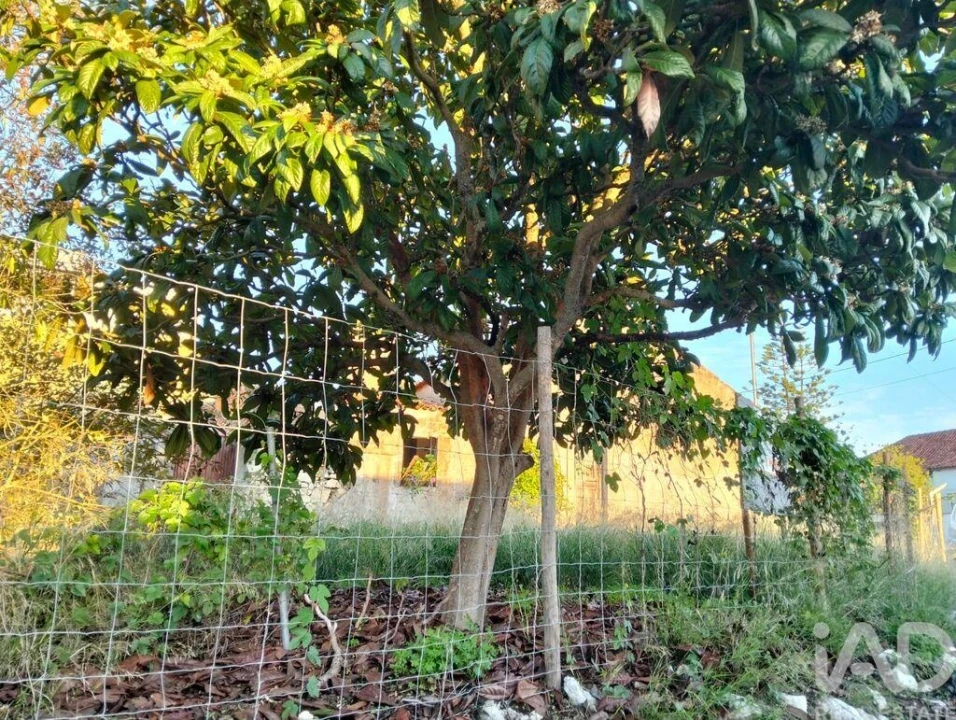 Moradia T2 para Venda em Torres Novas (São Pedro), Lapas e Ribeira Branca Foto 33