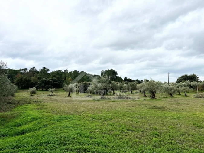Terreno Agricola ou Rústico para Venda em Casais e Alviobeira Foto 5
