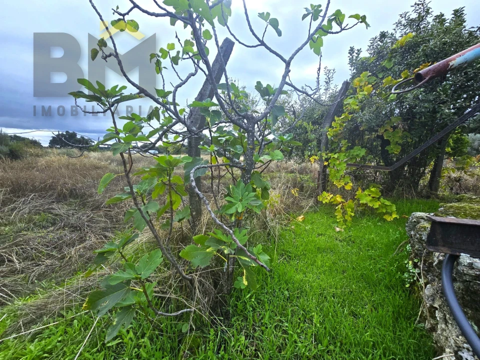 Quinta T0 para Venda em Monsanto e Idanha-A-Velha Foto 31