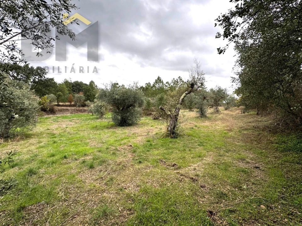 Quinta T0 para Venda em Freixial e Juncal do Campo Foto 12