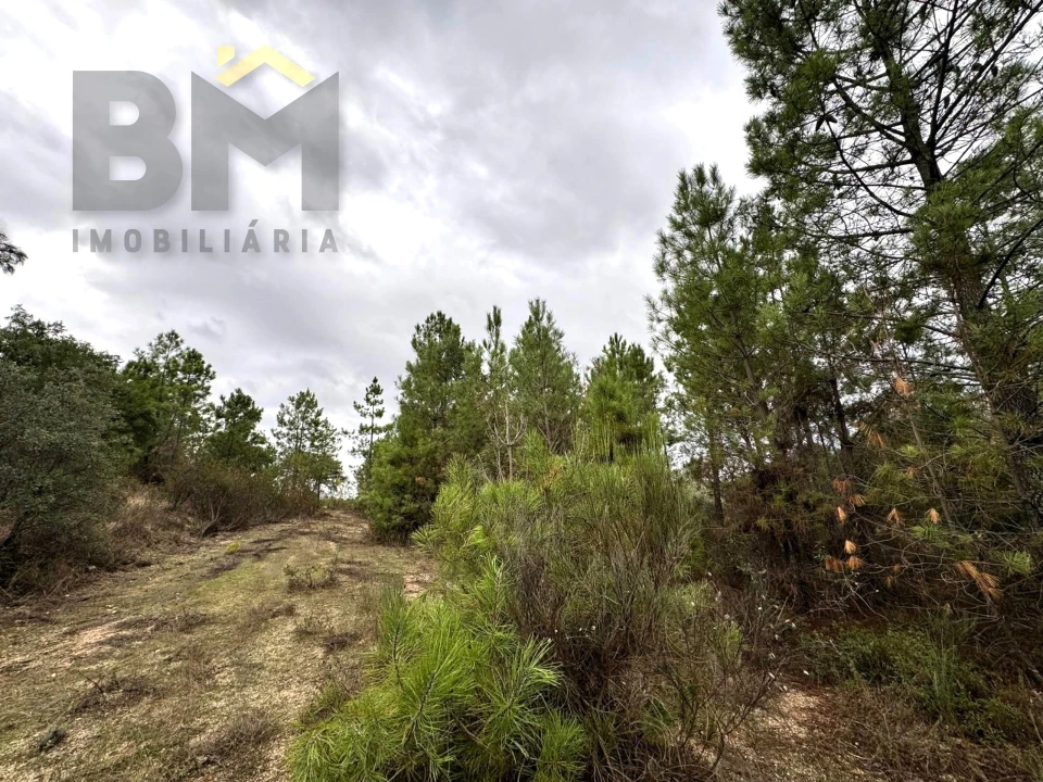 Quinta T0 para Venda em Freixial e Juncal do Campo Foto 13