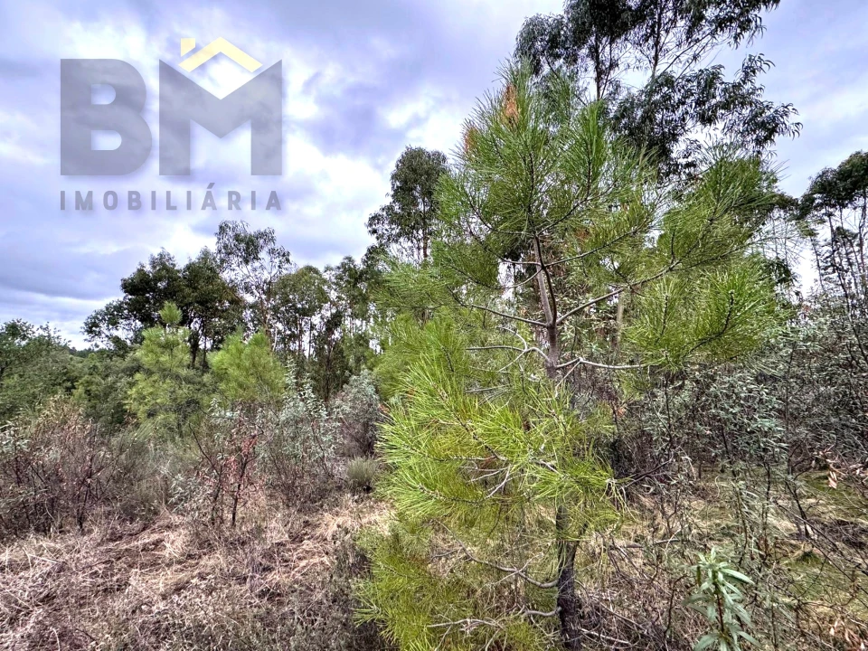 Quinta T0 para Venda em Freixial e Juncal do Campo Foto 14