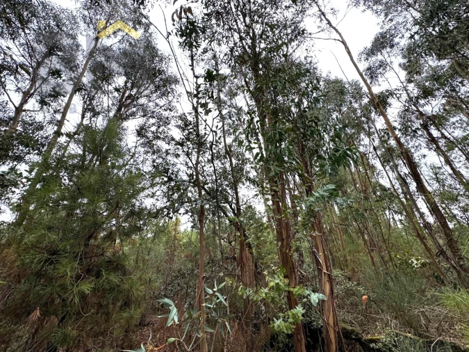 Quinta T0 para Venda em Freixial e Juncal do Campo Foto 15