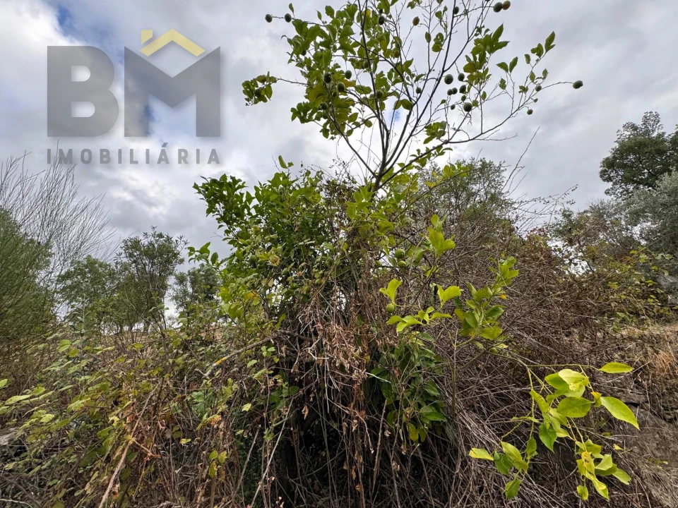 Quinta T0 para Venda em Freixial e Juncal do Campo Foto 11