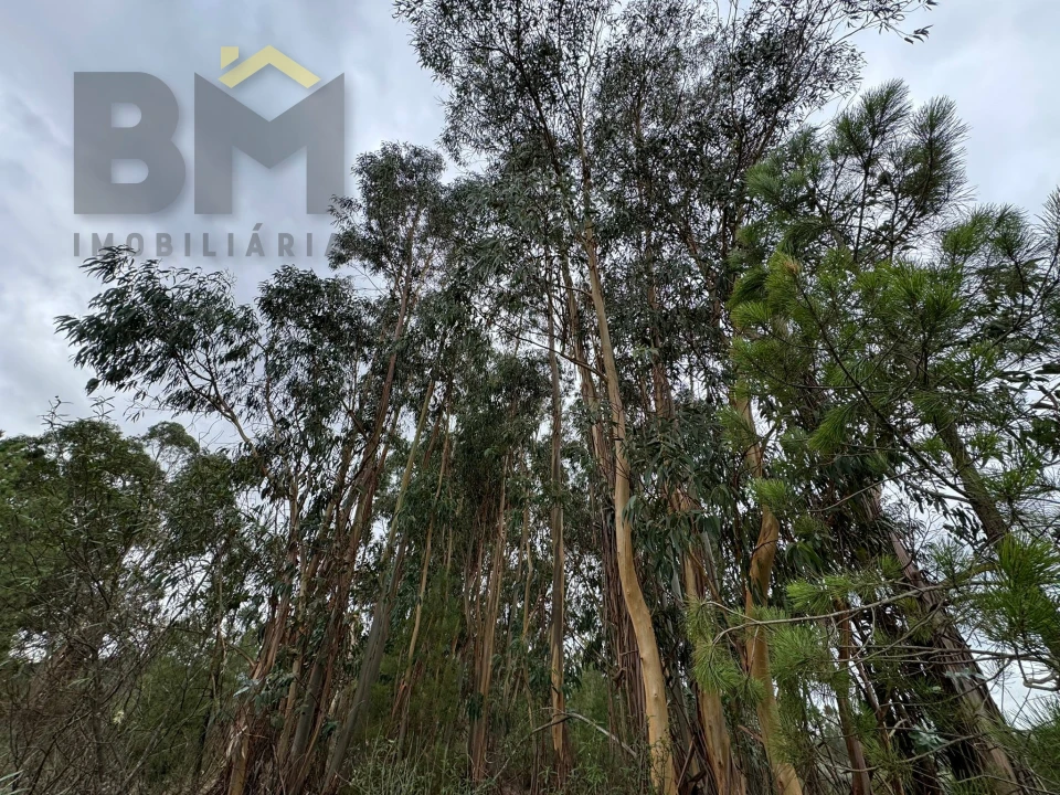 Quinta T0 para Venda em Freixial e Juncal do Campo Foto 15