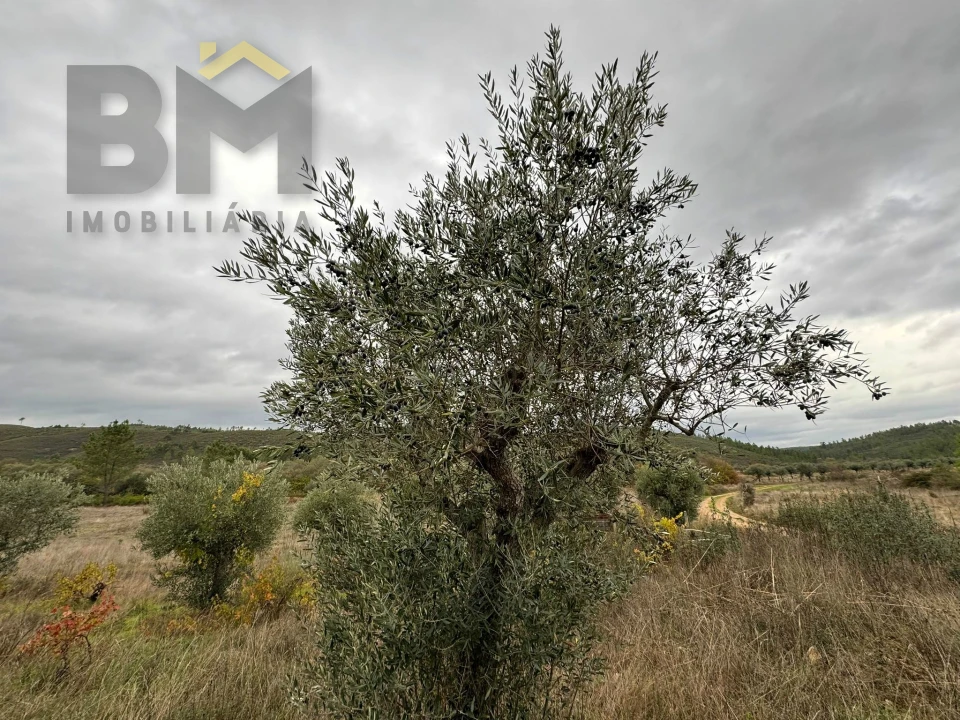 Quinta T0 para Venda em Freixial e Juncal do Campo Foto 12