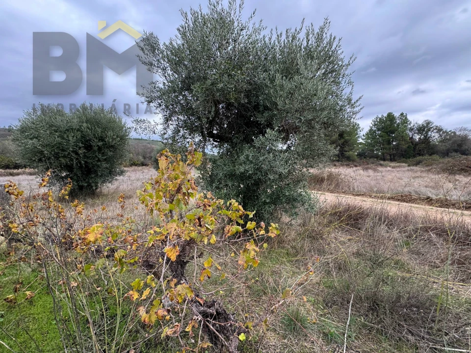 Quinta T0 para Venda em Freixial e Juncal do Campo Foto 9