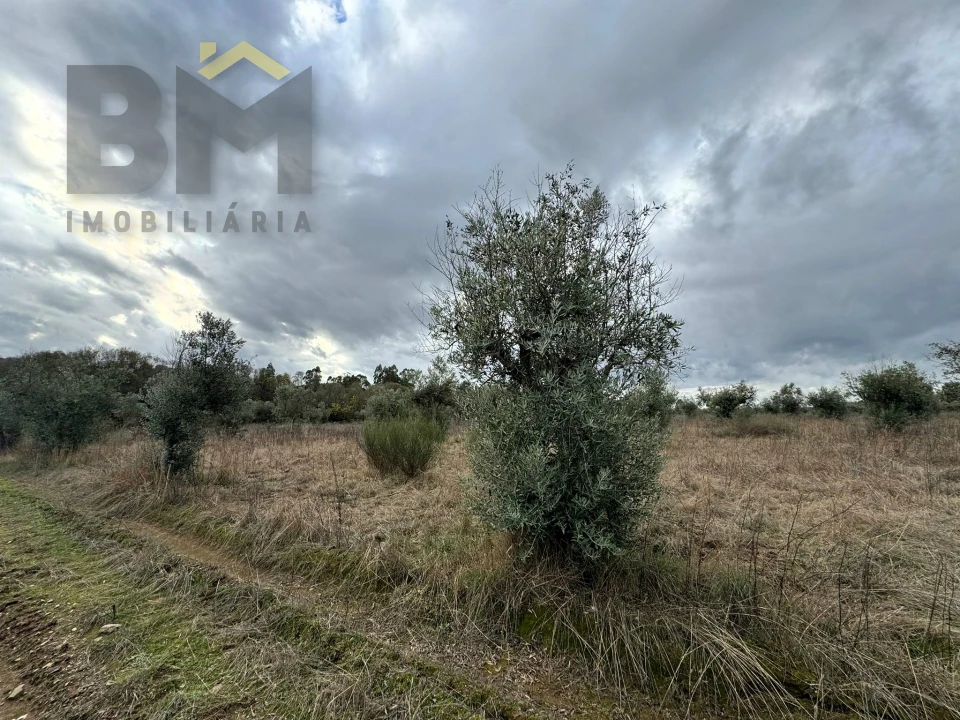 Quinta T0 para Venda em Freixial e Juncal do Campo Foto 19