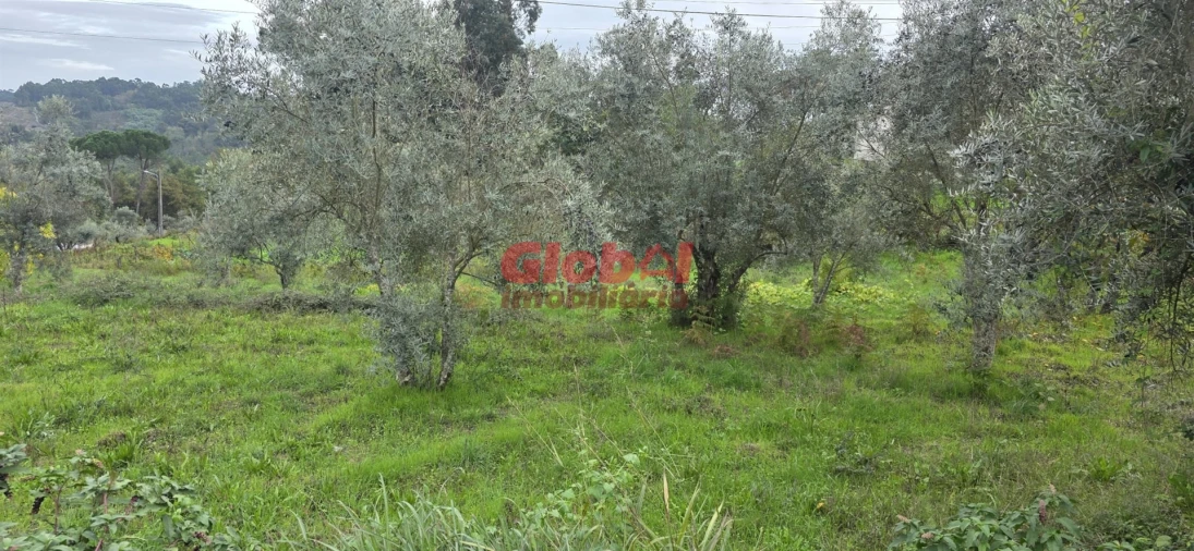 Terreno para Venda em Boa Aldeia, Farminhão e Torredeita Foto 1