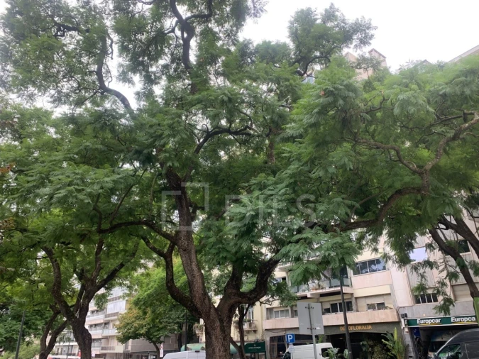 Apartamento T4 para Arrendamento em Avenidas Novas Foto 9