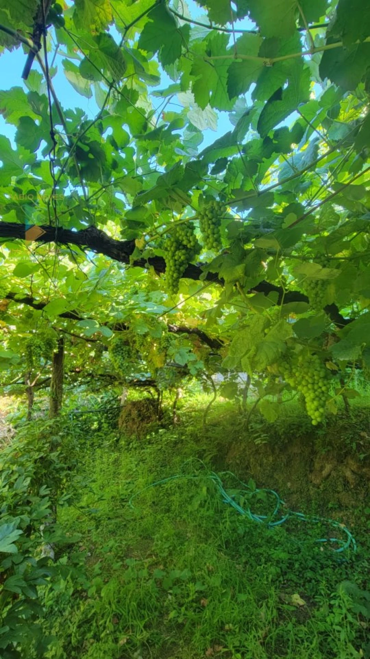 Quinta T3 para Venda em Beiral do Lima Foto 9