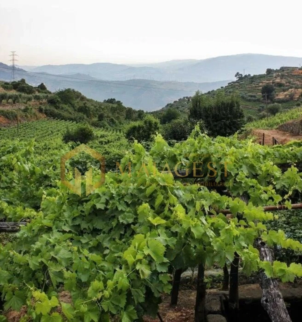 Quinta T4 para Venda em Peso da Régua e Godim Foto 3