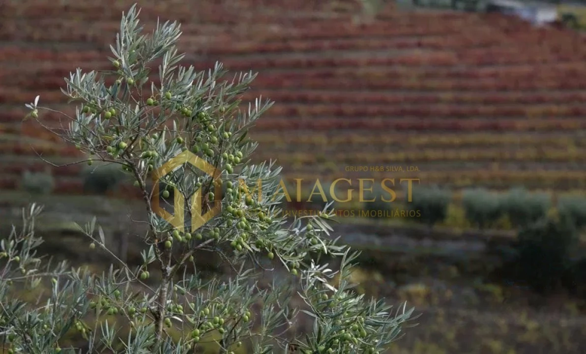 Quinta T4 para Venda em Peso da Régua e Godim Foto 7