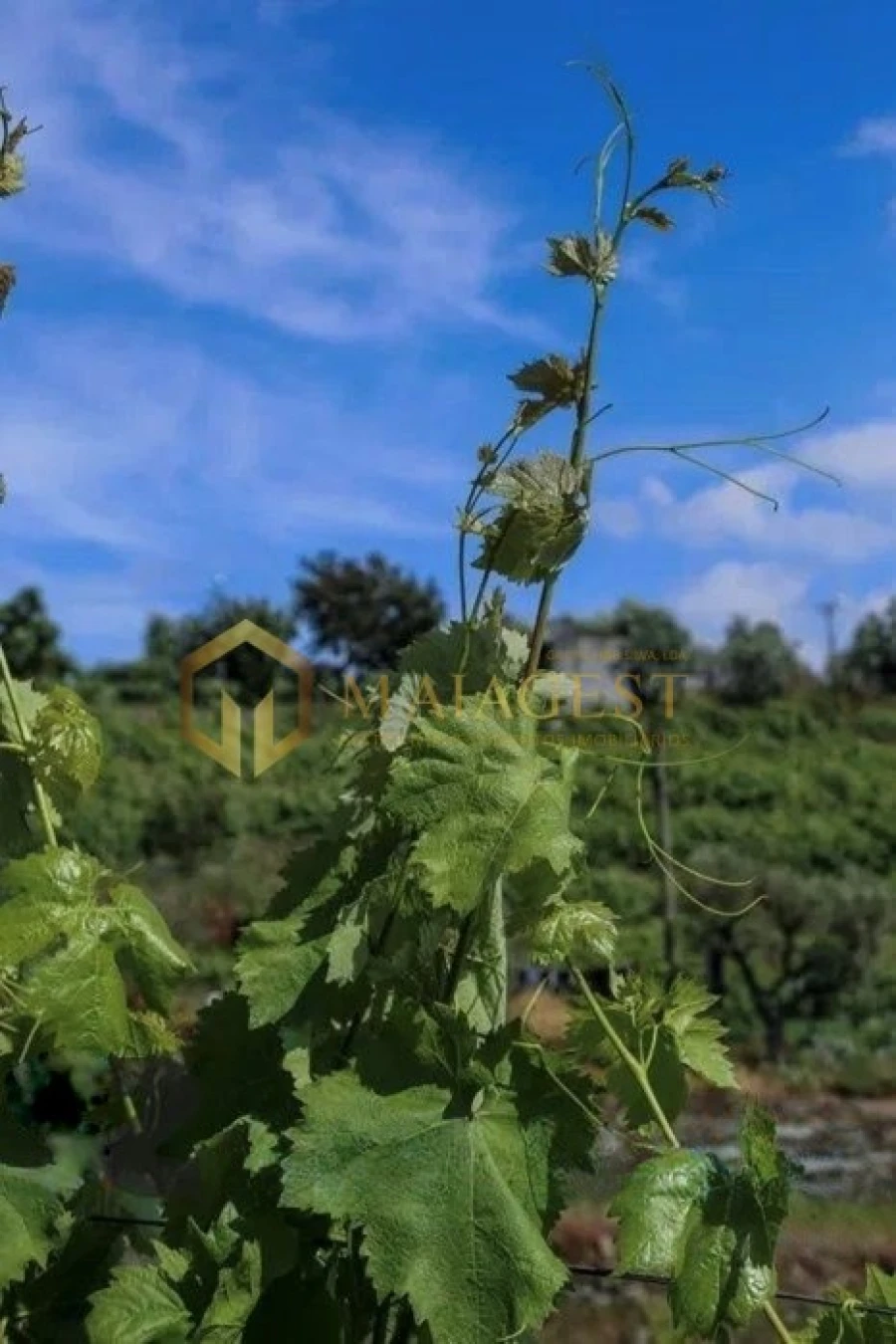 Quinta T4 para Venda em Peso da Régua e Godim Foto 5